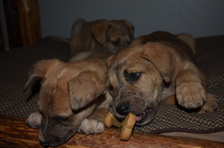 German Shepherd Dog-Great Dane Mix Puppy for sale in CEDAR HILL, TX, USA