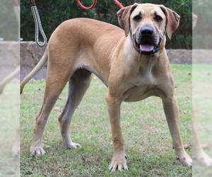 Meredith - Female Brazilian Mastiff Dog for Adoption - Photo #3