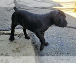 Small #3 America Bandogge Mastiff