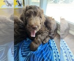 Small #7 Labradoodle