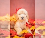 Puppy 3 Goldendoodle