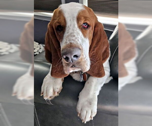 Medium Photo #1 Basset Hound Puppy For Sale in Deepwater, NJ, USA