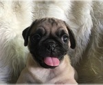Small Photo #4 Pug Puppy For Sale in SHERMAN OAKS, CA, USA