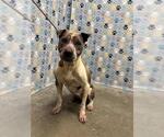 Small Staffordshire Bull Terrier Mix