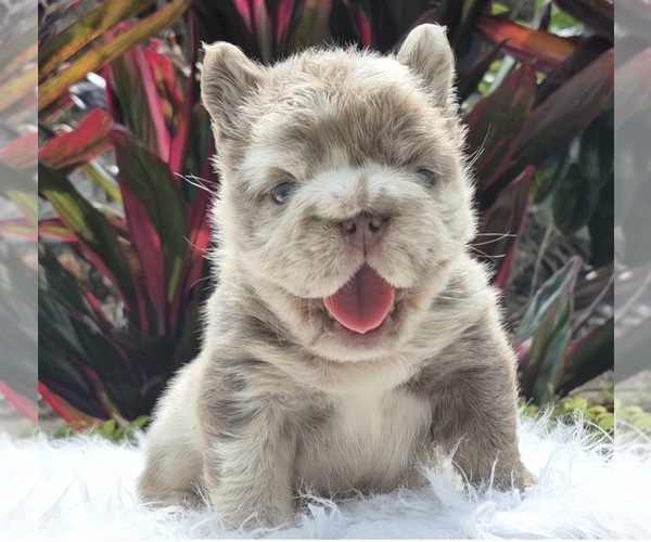 Medium Photo #3 French Bulldog Puppy For Sale in SAN DIEGO, CA, USA