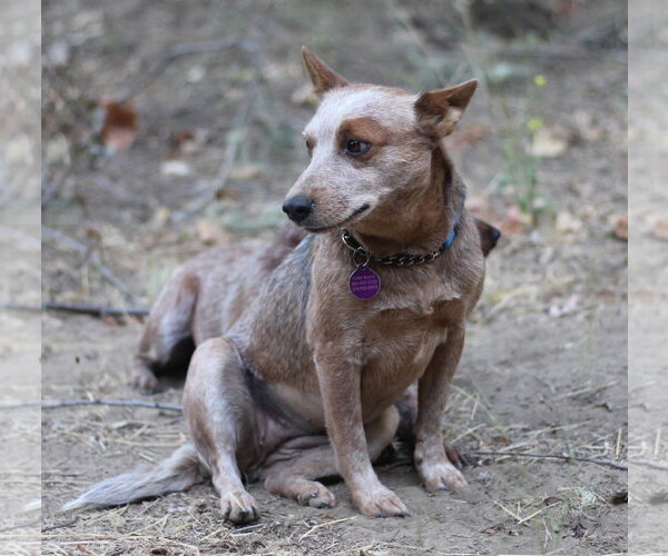 Medium Photo #3 Mutt Puppy For Sale in Paso Robles, CA, USA