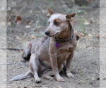 Small Photo #3 Mutt Puppy For Sale in Paso Robles, CA, USA