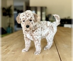 Puppy Gold collar Goldendoodle (Miniature)