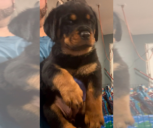 Rottweiler Puppy for sale in WALLINGFORD, CT, USA