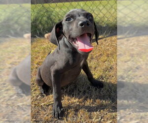 Bulldog-Labrador Retriever Mix Dogs for adoption in Tarrytown, GA, USA