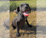 Garrett - Male Bulldog-Labrador Retriever Mix Dog for Adoption - Small photo