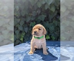 Puppy Lime Collar Labrador Retriever