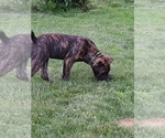 Small #2 Cane Corso