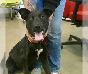 Mutt Dogs for adoption in Pampa, TX, USA