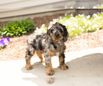 Small #6 Cocker Spaniel-Poodle (Miniature) Mix