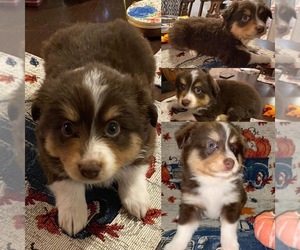 Miniature Australian Shepherd Puppy for sale in BROOKER, FL, USA
