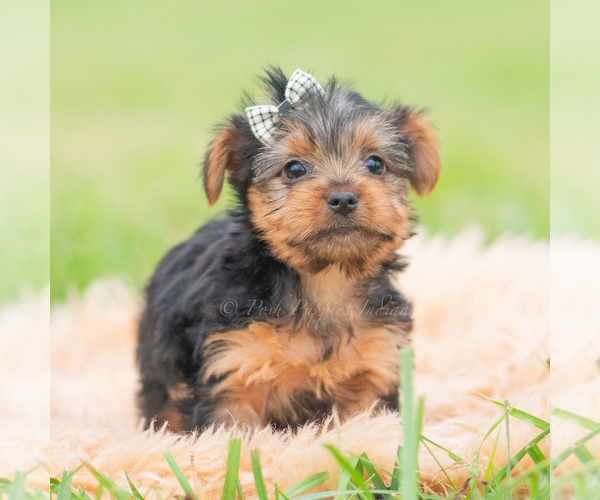 Medium Photo #35 Yorkshire Terrier Puppy For Sale in WARSAW, IN, USA