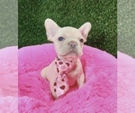 Small Photo #2 French Bulldog Puppy For Sale in ORLANDO, FL, USA