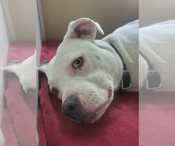 Medium Photo #18 American Pit Bull Terrier-Unknown Mix Puppy For Sale in Germantown, OH, USA