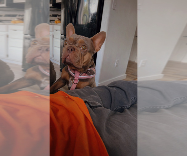 Medium Photo #1 French Bulldog Puppy For Sale in REDMOND, OR, USA