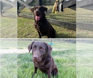 Mother of the Labrador Retriever puppies born on 04/08/2025
