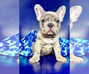 French Bulldog Puppy for Sale in DELAVAN, Wisconsin USA