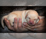 Small Photo #3 Labrador Retriever Puppy For Sale in HAMILTON, MT, USA