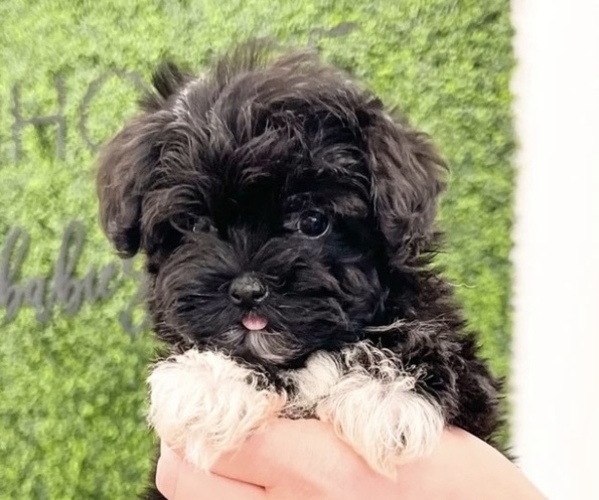 Medium Photo #1 Havanese-Poodle (Toy) Mix Puppy For Sale in DICKINSON, TX, USA