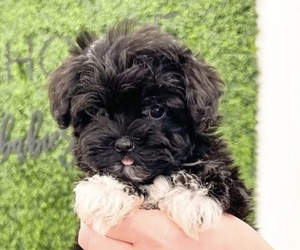 Havanese-Poodle (Toy) Mix Puppy for sale in DICKINSON, TX, USA