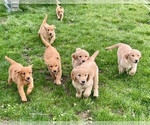 Small Photo #5 Golden Retriever Puppy For Sale in WOODSTOCK, CT, USA
