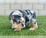 Small Photo #15 English Bulldog Puppy For Sale in LOUISVILLE, KY, USA