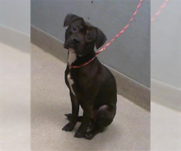 Medium Photo #1 American Pit Bull Terrier-Unknown Mix Puppy For Sale in Las Vegas, NV, USA