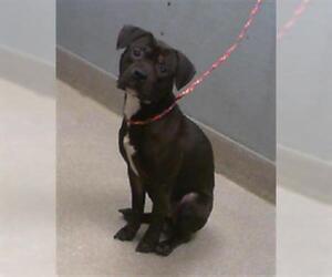 American Pit Bull Terrier-Unknown Mix Dogs for adoption in Las Vegas, NV, USA