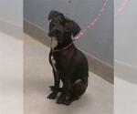 Small American Pit Bull Terrier Mix
