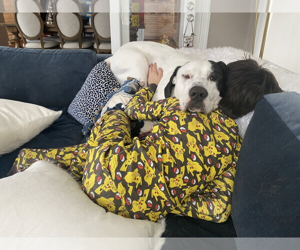 Medium Photo #4 Mutt Puppy For Sale in Brooklyn Center, MN, USA