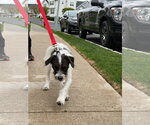 Small Photo #6 Mutt Puppy For Sale in Rockaway, NJ, USA