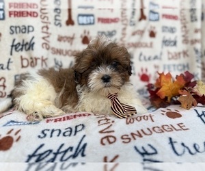 Shih-Poo Puppy for sale in LAKELAND, FL, USA
