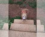Small #1 Beagle-Retriever  Mix