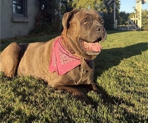 Mother of the Cane Corso-Doberman Pinscher Mix puppies born on 06/18/2026