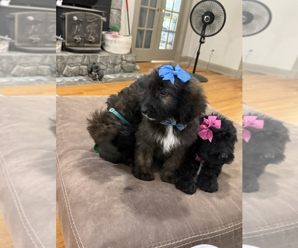 Medium Photo #13 Saint Berdoodle Puppy For Sale in DINWIDDIE, VA, USA