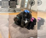 Small Photo #13 Saint Berdoodle Puppy For Sale in DINWIDDIE, VA, USA