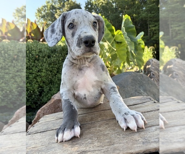 Medium Photo #2 Great Dane Puppy For Sale in MIDDLEBURY, IN, USA