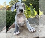 Small #1 Great Dane