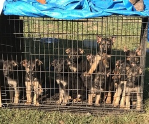 German Shepherd Dog Dogs for adoption in WILMINGTON, IL, USA