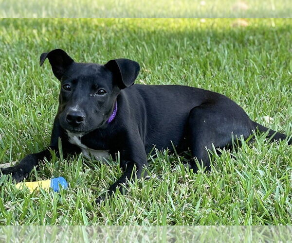 Medium Photo #2 Borador Puppy For Sale in Southbury, CT, USA