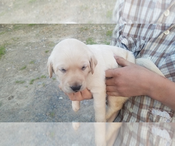 Medium Photo #8 Labrador Retriever Puppy For Sale in CATO, NY, USA