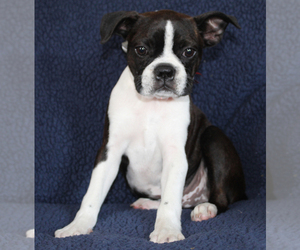Boston Terrier Puppy for sale in BROOKSVILLE, FL, USA