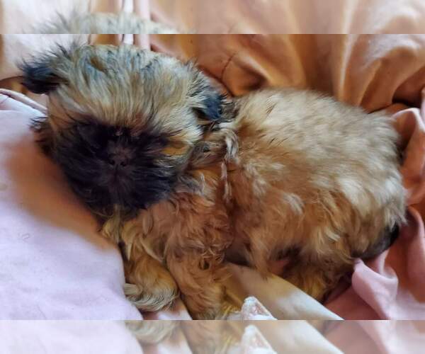 Medium Photo #2 Shih Tzu Puppy For Sale in CULBERTSON, NE, USA