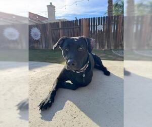 Labrador Retriever-Unknown Mix Dogs for adoption in Bakersfield, CA, USA