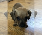 Small Photo #6 Dachshund Puppy For Sale in LONG BEACH, CA, USA